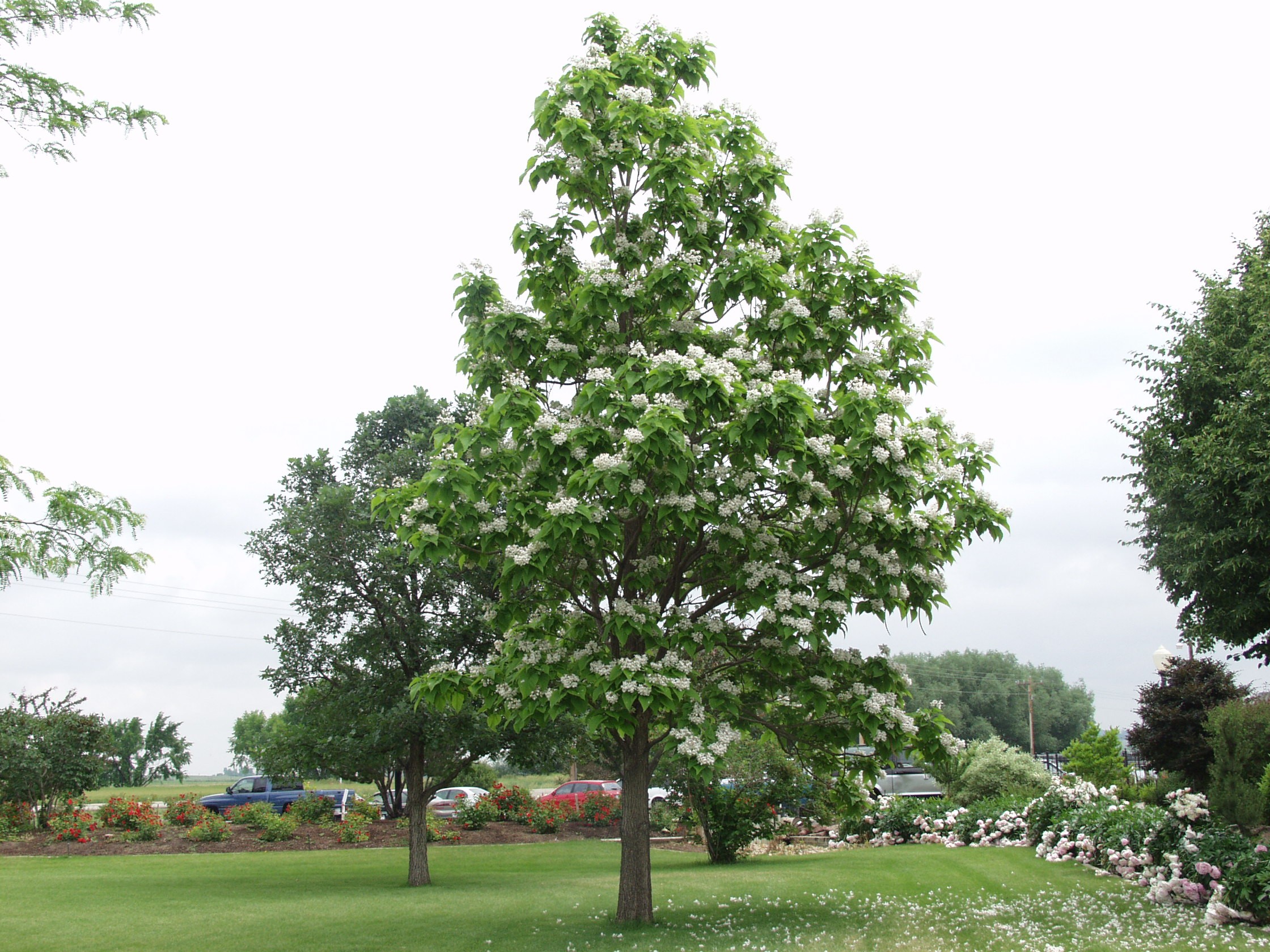 Northern Catalpa - SBVPA