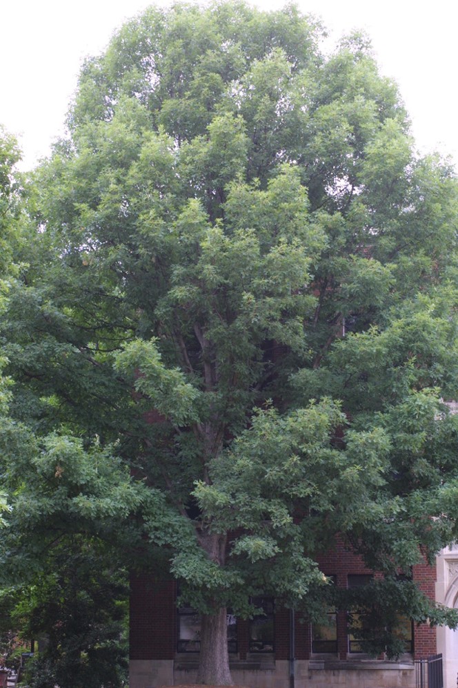 White Oak SBVPA white-oak-sbvpa