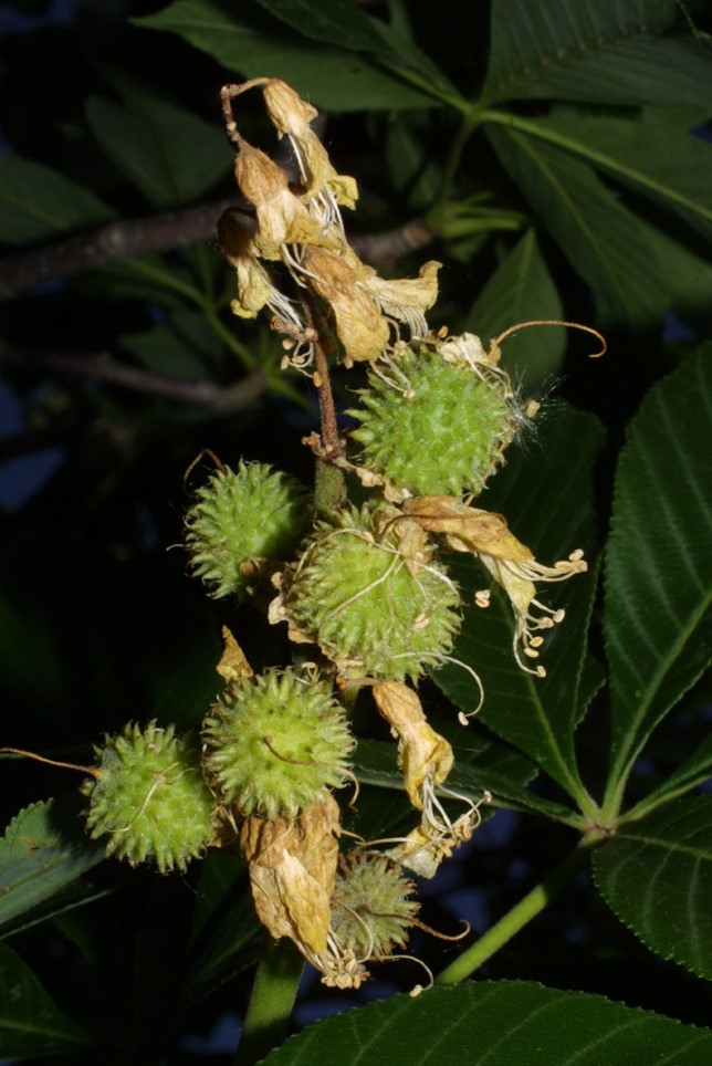 Ohio Buckeye SBVPA