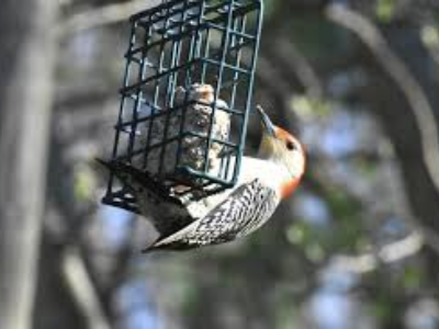 Nature & Neighbors (Session B) at Rum Village Nature Center